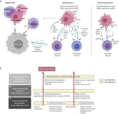 Frontiers | Therapeutic Approaches Targeting The Natural Killer-Myeloid ...